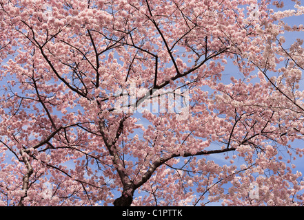 Cherry tree blossoms in full bloom around the Tidal Basin in Washington, DC. Stock Photo