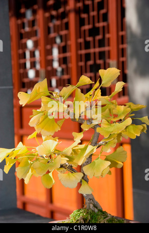 Bonsai yellow Ginkgo tree at Chinese Garden, Dr. Sun Yat-Sen Gardens, Vancouver Chinatown Stock Photo