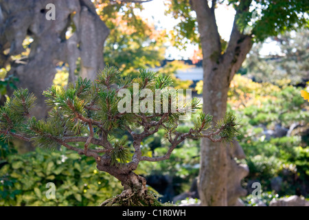 Bonsai Pine tree at Chinese Garden, Dr. Sun Yat-Sen Gardens, Vancouver Chinatown Stock Photo