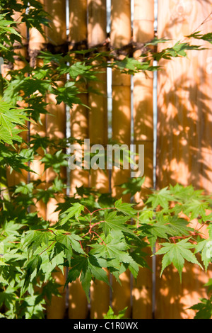 Maple leaves in front of bamboo screen. Dr. Sun Yat-Sen Gardens, Vancouver Chinatown Stock Photo