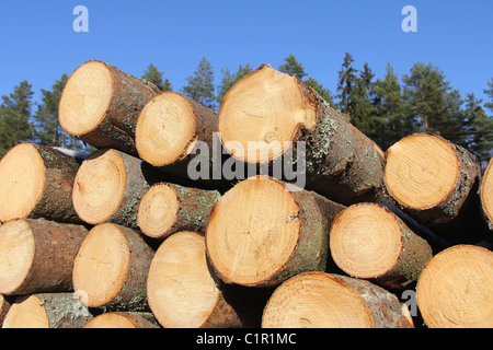 Spruce Logs Stacked up with Blue Sky and Forest Background Stock Photo