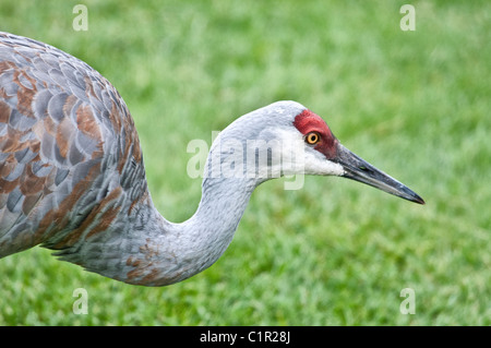 Lesser Sandhill Crane, Grus canadensis canadensis, Homer, Alaska, USA Stock Photo