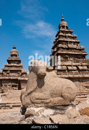 Sculpture of cow at 8th century Mahabalipuram Shore Temple of Pallava rulers in Dravidian architectural style Stock Photo