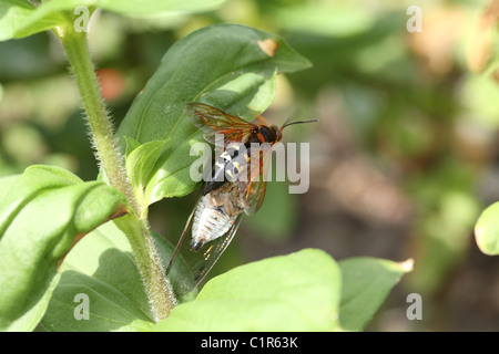 Cicada killer trying to carry home a male cicada that has been paralyzed. Stock Photo