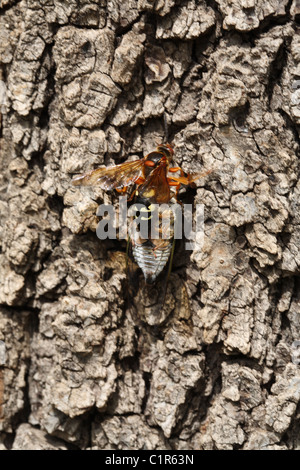 Cicada killer trying to carry home a male cicada that has been paralyzed. Stock Photo