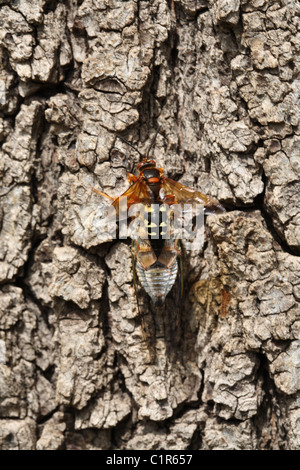 Female cicada killer trying to carry home a male cicada that has been paralyzed. Stock Photo