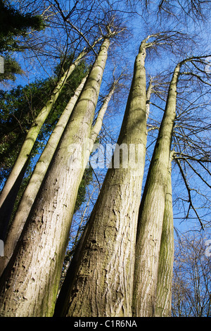 Tall straight tree trunks growing close together in forest ...