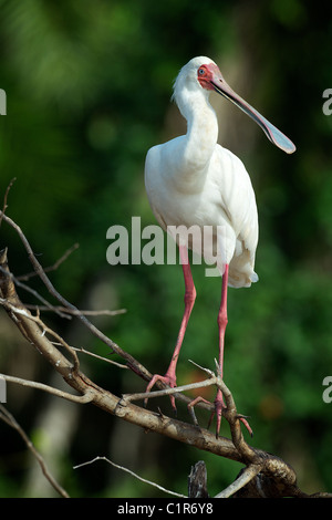 African Spoonbill (Platalea alba) Saadani Tanzania Stock Photo