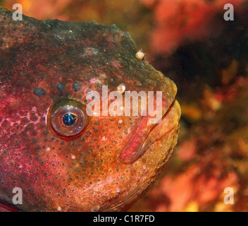 lumpsucker or lumpfish (Cyclopterus lumpus) Arctic, Russia, Kareliya, White sea Stock Photo