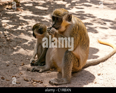 Two Green Velvet Monkeys in the Monkey Sanctuary, Senagambia, The Gambia Stock Photo