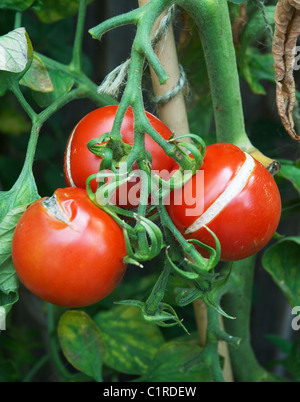 Tomatoes on vine with splits on them Stock Photo