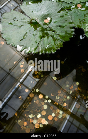 Wishing well / pond in The Glasshouse, Wisley. People have dropped coin / coins / money / cash into water to make wish / wishes. Stock Photo