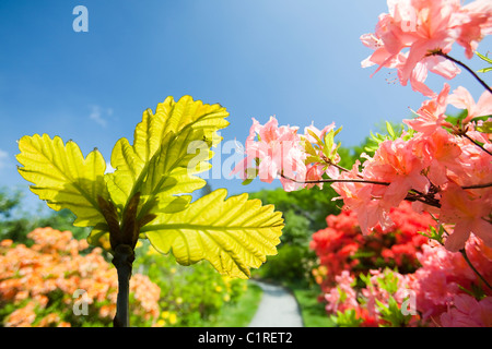 Azaleas flowering in the garden of Brantwood House, the home of John Ruskin the artist, on the shores of Coniston Water, Stock Photo