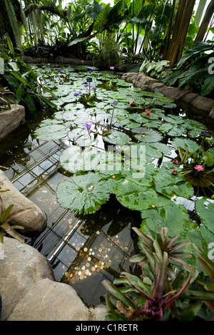 Wishing well / pond in The Glasshouse, Wisley. People have dropped coin / coins / money / cash into water to make wish / wishes. Stock Photo