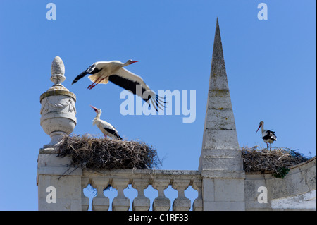 storks' nests on the Arco da Vila, the old town, Faro, Algarve, Portugal Stock Photo