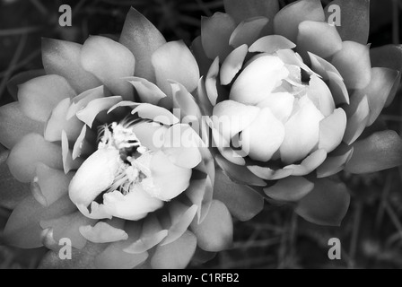 An other way to see two splendid cactus flowers (Gymnocalycium sp) Stock Photo