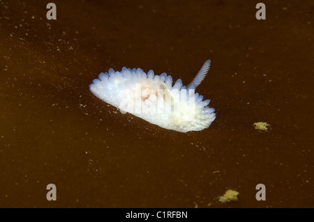 Sea slug, Nudibranchia (Adalaria proxima), Arctic, Russia, Kareliya, White sea Stock Photo