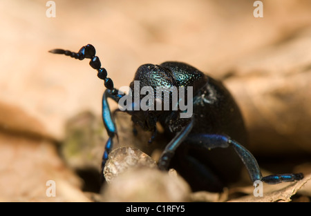 Meloe violaceus Stock Photo