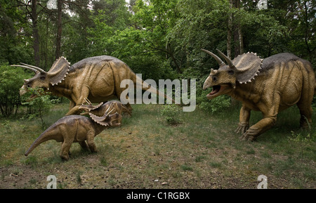 Dinosaur - three dinosaurs Zuniceratops in natural environment Stock Photo