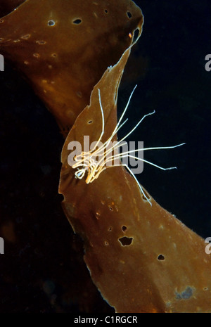 Sea spider (Nymphon longitarse), Arctic, Russia, Kareliya, White sea Stock Photo