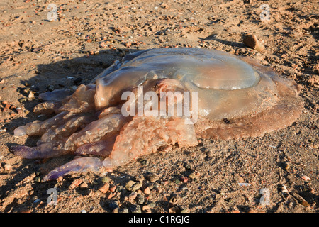 North Wales, UK. Dead Barrel Jellyfish (Rhizostoma octopus) (Rhizostoma pulmo) washed ashore on the beach Stock Photo