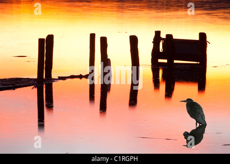 Waterhead in Ambleside on Lake Windermere at sunset, Lake District, UK with a Grey Heron. Stock Photo