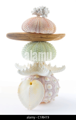 Stack of seashells and driftwood from the beach. Stock Photo