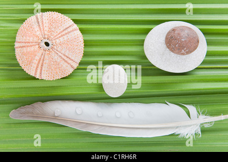 Natural objects on a palm tree leaf forming a smiling face Stock Photo