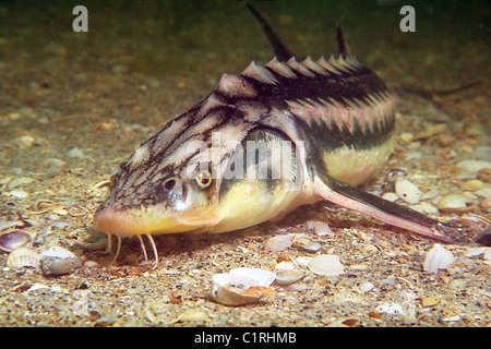 Russian sturgeon, Azov-Black sea sturgeon, Caspian sturgeon, Kura sturgeon or Osetr (Acipenser gueldenstaedtii) Stock Photo