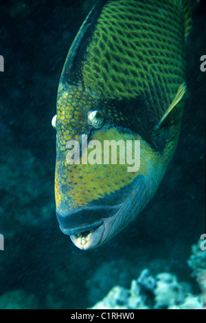 Titan triggerfish (Balistoides viridescens), Red sea, Egipt Stock Photo