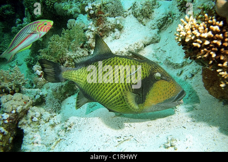 Titan triggerfish (Balistoides viridescens), Red sea, Egipt Stock Photo