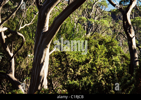 Tasmanian snow gums with understory along the Overland Track in the Cradle Mountain Lake St Clair National Park. Stock Photo