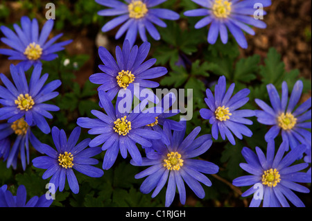 Flowering blue-purple anemone (Anemone blanda) in spring in Cambridgeshire. Stock Photo
