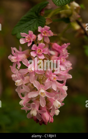 Red flowering currant (Ribes sanguineum) opening its pink blossoms in the spring. Stock Photo