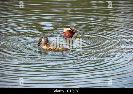 Pair of Mandarin ducks. Te female is supplementing her diet with a frog Stock Photo