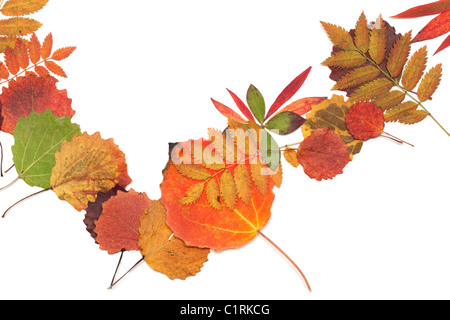 Autumn sheet strewn in heap on white background Stock Photo