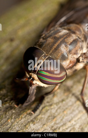 Horsefly (Tabanus sp.) Stock Photo