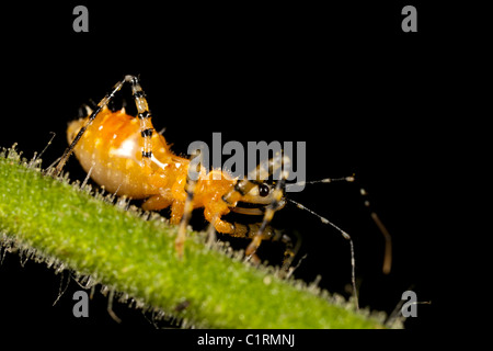 Assassin bug (Pselliopus barberi) Stock Photo