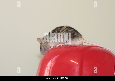 Mouse on top of its Residence Stock Photo