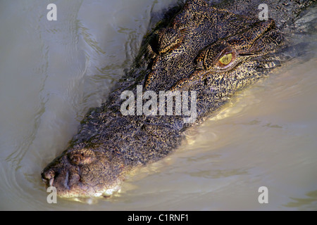 Salt water crocodile Adelaide River Northern Territory. Stock Photo