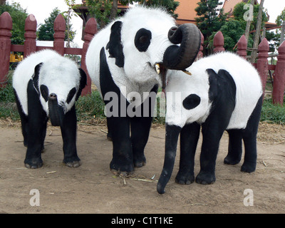 ELEPHANT PANDAS  Either these elephants are making some kind of statement or this is the worst disguise ever!   A group of Thai Stock Photo