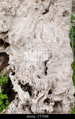 olive tree trees bark twisted gnarly gnarly old trunk trunks wood woody Stock Photo