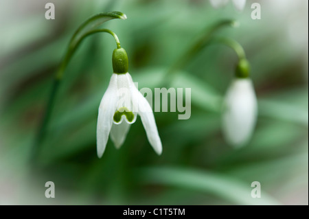 snowdrops in flower, close up, slight vignetting of edges to make the flowers stand out in a soft focus effect. Stock Photo