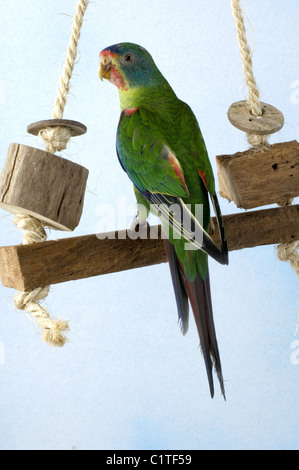 Swift Parrot Stock Photo