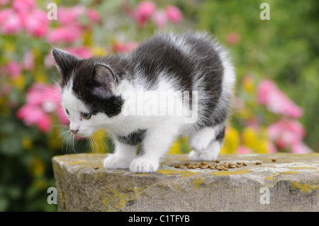 Kitten exploring outdoor Stock Photo