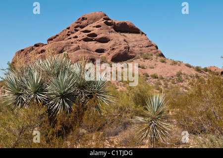 Arizona Phoenix Desert Botanical Garden cactus Stock Photo - Alamy