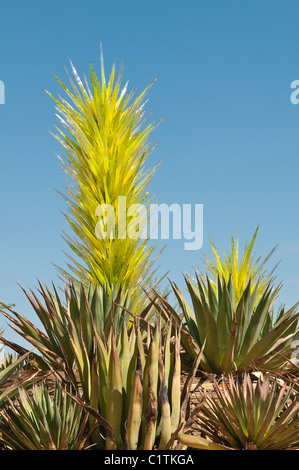 Phoenix, Arizona. Chihuly glass art cactus exhibit at the Desert Botanical Garden. Stock Photo