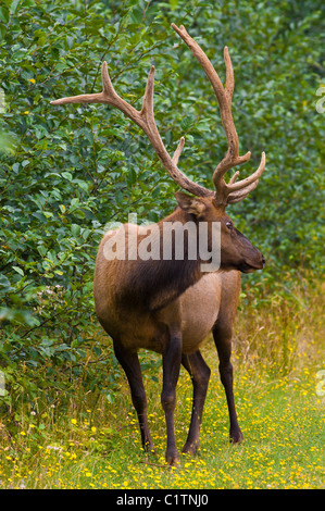 Northern California. Roosevelt elk (Cervus canadensis roosevelti), in Redwood National Park. Stock Photo