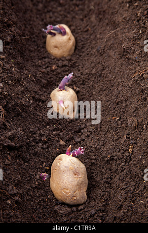 Chitting potatoes on earth ready to plant in soil Stock Photo