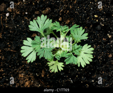 Parsley piert (Aphanes arvensis) young plant Stock Photo